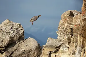 Dynamics: Rock Partridge (Alectoris graeca) jumping on rock
