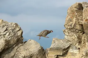 Dynamics: Rock Partridge (Alectoris graeca) jumping on rock