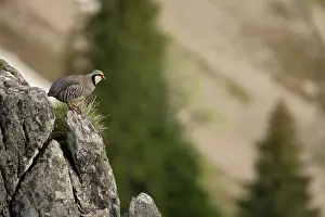 Gallinacean: Rock Partridge ( Alectoris graeca ) on rock, Alps