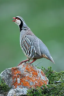 Shout: Rock Partridge (Alectoris graeca) on rock, Alps