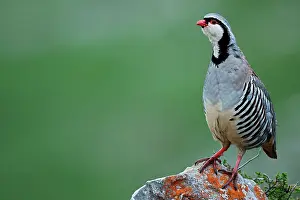 Gallinacean: Rock Partridge (Alectoris graeca) on rock, Alps
