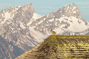 Partridge: Rock Partridge ( Alectoris graeca ) on a shingle