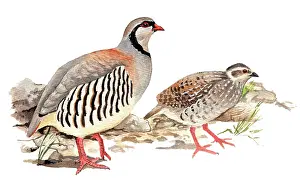 Partridges: Rock partrige