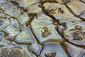 Adam: Rock pattern in eroded coastline, Shore Acres State