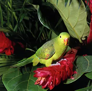 Regent: Rock Pebbler Parakeet