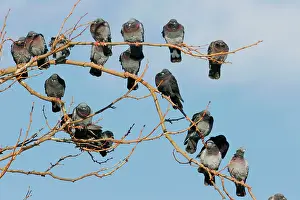Livia: Rock Pigeon