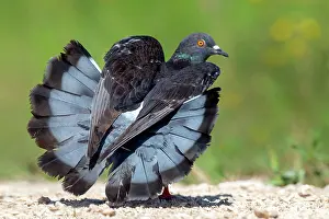 Columba: Rock pigeon (Columba livia) on the ground doing