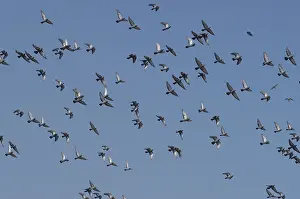 Columba: Rock Pigeon Flock
