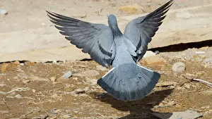 Livia: Rock Pigeon / Rock Dove - In flight, with stick