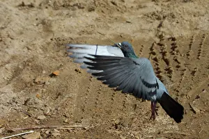 Livia: Rock Pigeon / Rock Dove - In flight, with stick