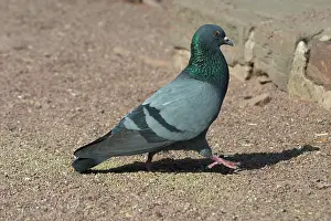 Livia: Rock Pigeon / Rock Dove - On ground