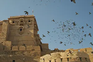 Livia: Rock Pigeons / Rock Dove - Flock in flight