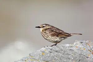 Petrosus: Rock Pipit