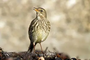 Petrosus: Rock Pipit