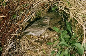 R T Smith: Rock Pipit