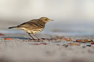 Anthus: Rock Pipit