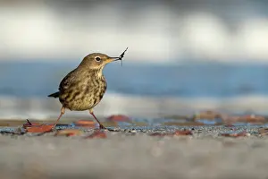 Anthus: Rock Pipit