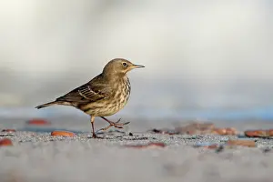 Anthus: Rock Pipit