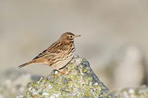 Anthus: Rock Pipit