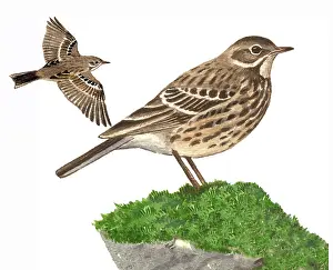 Anthus: Rock Pipit