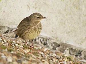 Anthus: Rock Pipit Anthus petrosus Abberton Resevoir, Essex