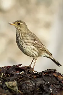 Petrosus: Rock Pipit - coast
