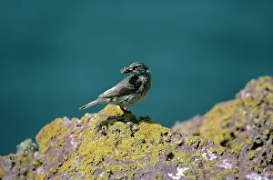 Pipits: ROCK PIPIT + FOOD IN BEAK