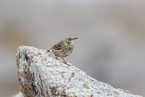 Anthus: Rock Pipit - on rock