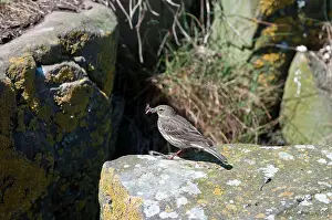 Anthus: Rock pipit - on rock - food in bill
