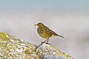 Seashore: Rock Pipit - on rock near seashore