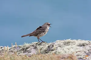 Pipits: Rock Pipit - Single adult calling while perching