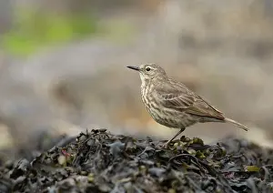 Anthus: Rock Pipit - standing on a bolder covered in