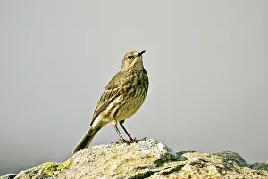 Pipits: Rock Pipit - Standing on rock