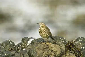 Pipits: Rock Pipit - Standing on Rock