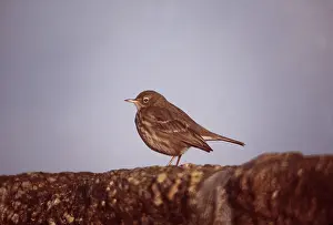 Pipit: ROCK PIPIT - on stone