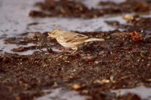 Pipit: ROCK PIPIT - at waters edge