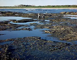 Conspicillatus: Rock platform, low tide and Australian pelicans
