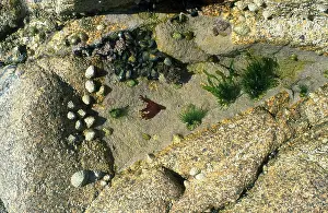 Limpet: ROCK POOL - with limpets, barnacles and seaweed