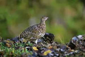 Muta: Rock Ptarmigan