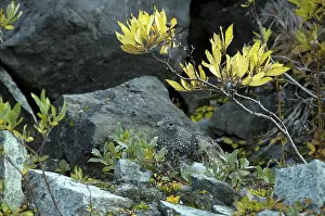 Muta: Rock Ptarmigan