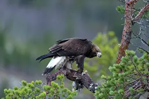 Bait: Rock Ptarmigan