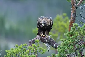 Bait: Rock Ptarmigan