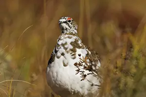 Muta: Rock Ptarmigan