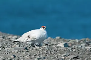 Muta: Rock Ptarmigan