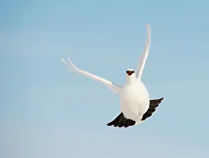 Muta: Rock Ptarmigan