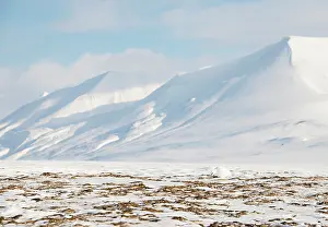 Muta: Rock Ptarmigan