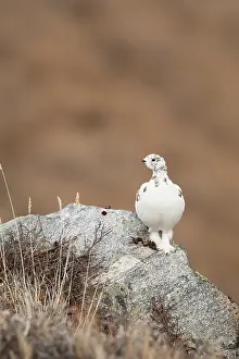 Kangerlussuaq: Rock Ptarmigan