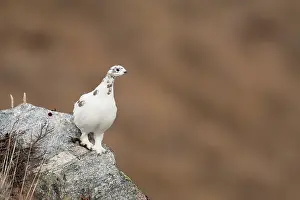 Kangerlussuaq: Rock Ptarmigan