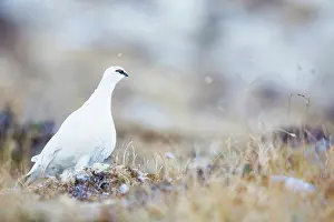 Muta: Rock Ptarmigan