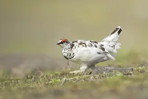 Muta: Rock Ptarmigan